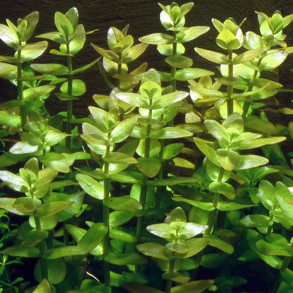Bacopa Monnieri - Bacopa Japan Micro Aquatic Shop