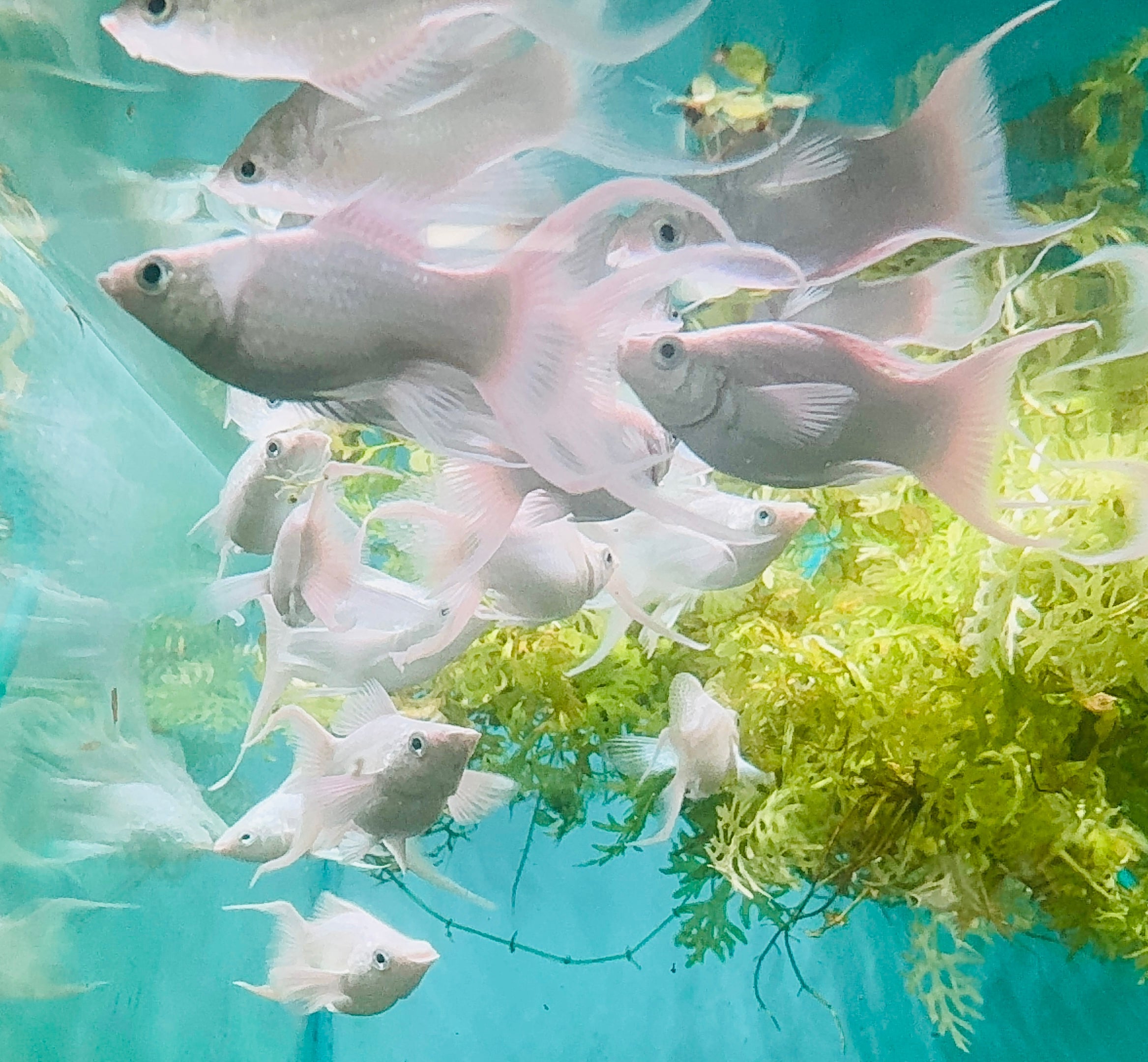 Mollies – Lyretail Balloon Platinum 3cm Show Micro Aquatic Shop