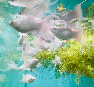 Mollies – Lyretail Balloon Platinum 3cm Show Micro Aquatic Shop