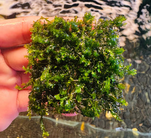 Moss- Native Fissidens Micro Aquatic Shop