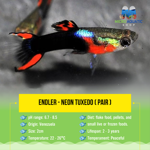 Endler - Neon Tuxedo Micro Aquatic Shop