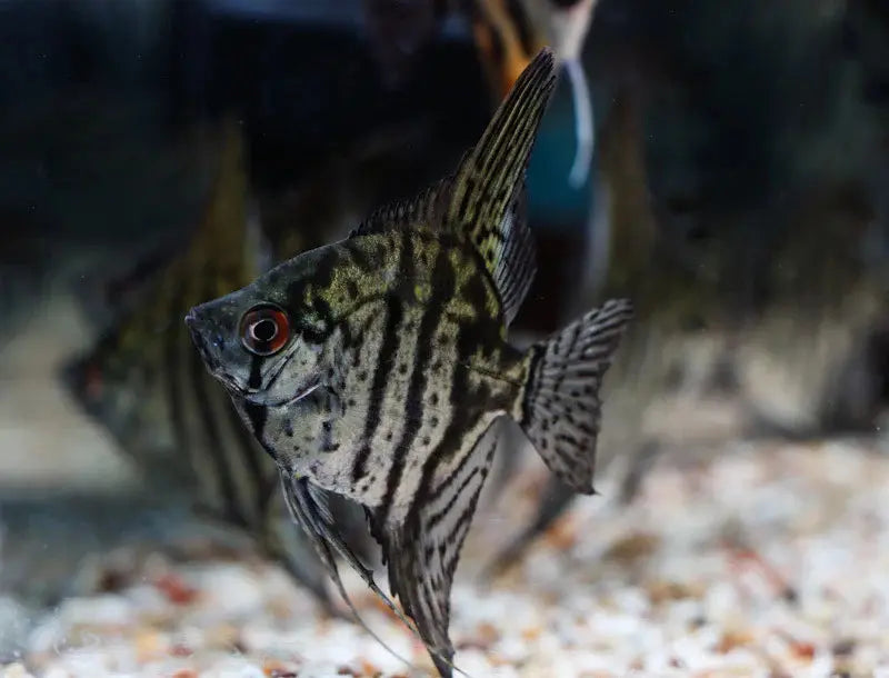 Angel Fish - Zebra Angel 6cm