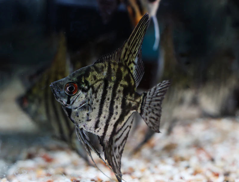 Angel Fish - Zebra Angel 6cm Micro Aquatic Shop