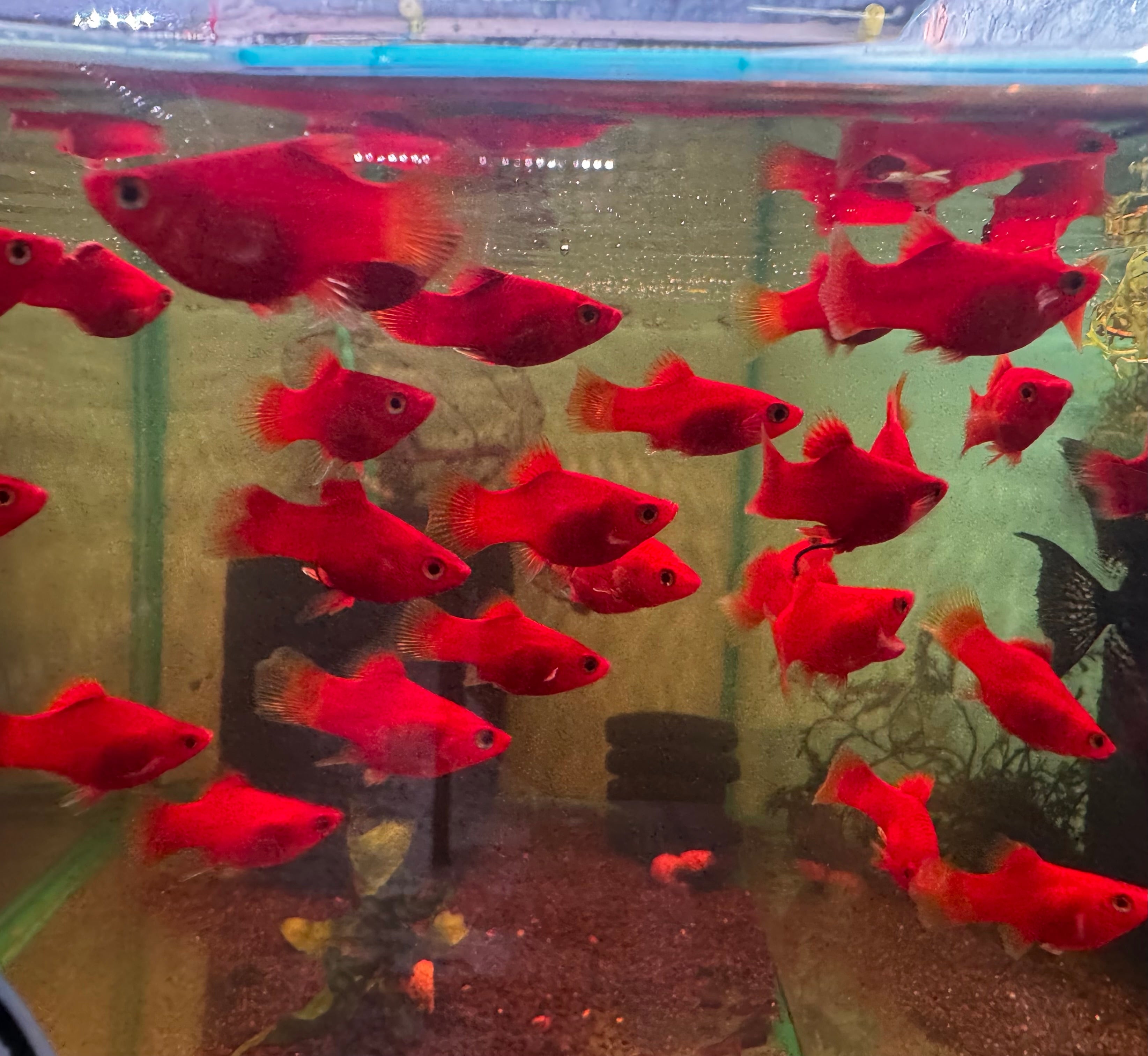 Platies – Coral Red Balloon Micro Aquatic Shop