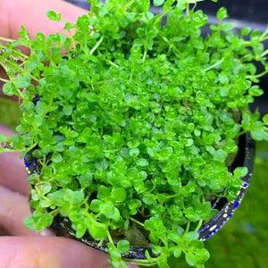 Hemianthus micranthemoides (Narrow Leafed Baby Tears) Micro Aquatic Shop