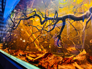 Immunity Booster - Happy and Healthy Fish Micro Aquatic Shop