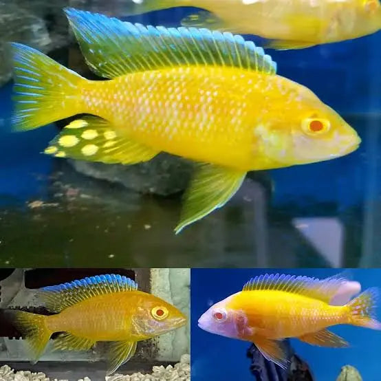 Albino Full Gold Peacock Cichlid 5cm Micro Aquatic Shop