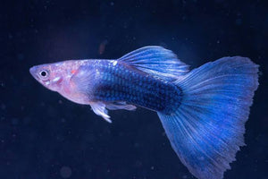 Guppy - Blue Neon Micro Aquatic Shop