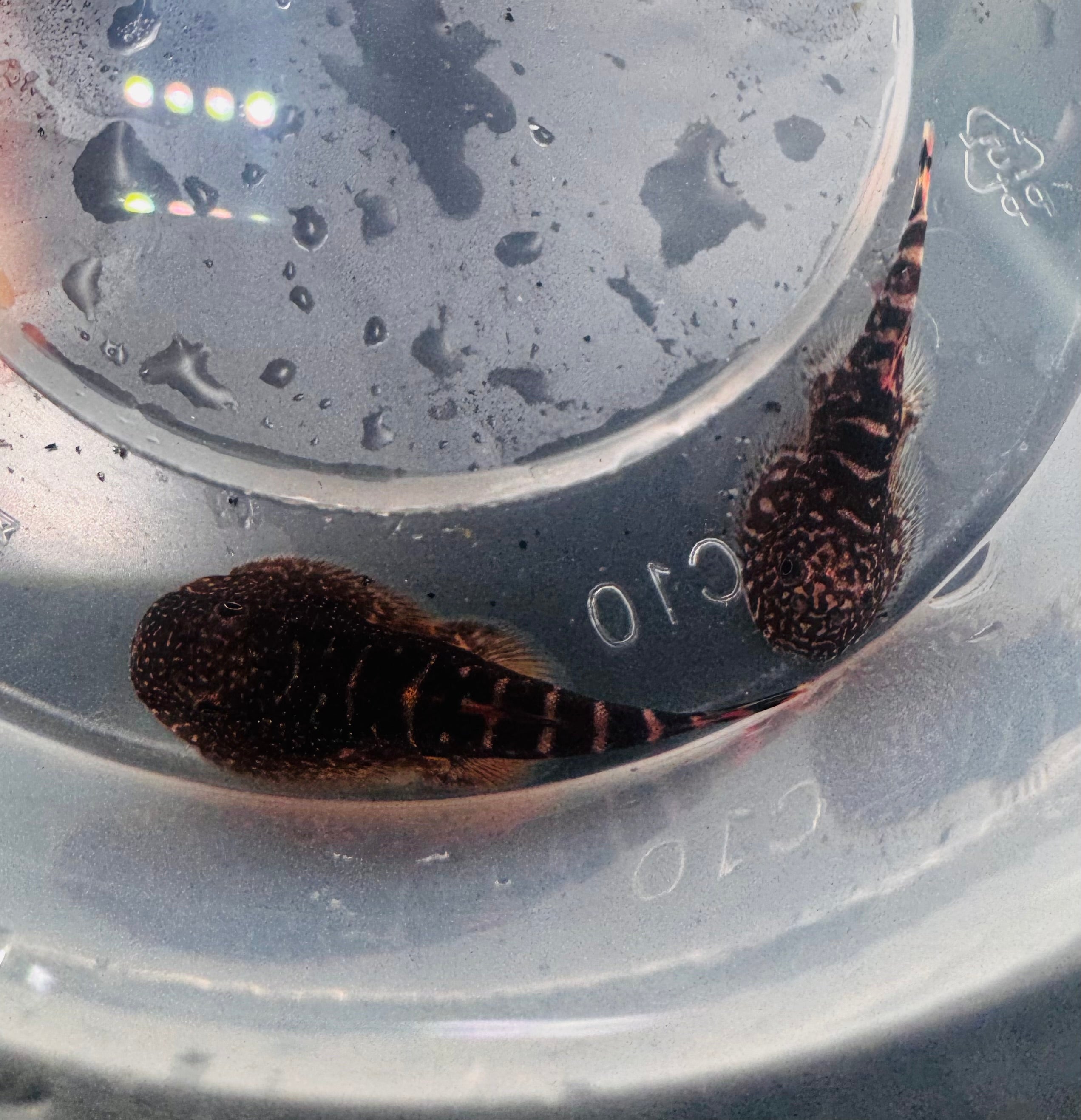 Stream Loaches -Stripe Borneo Sucker 3cm