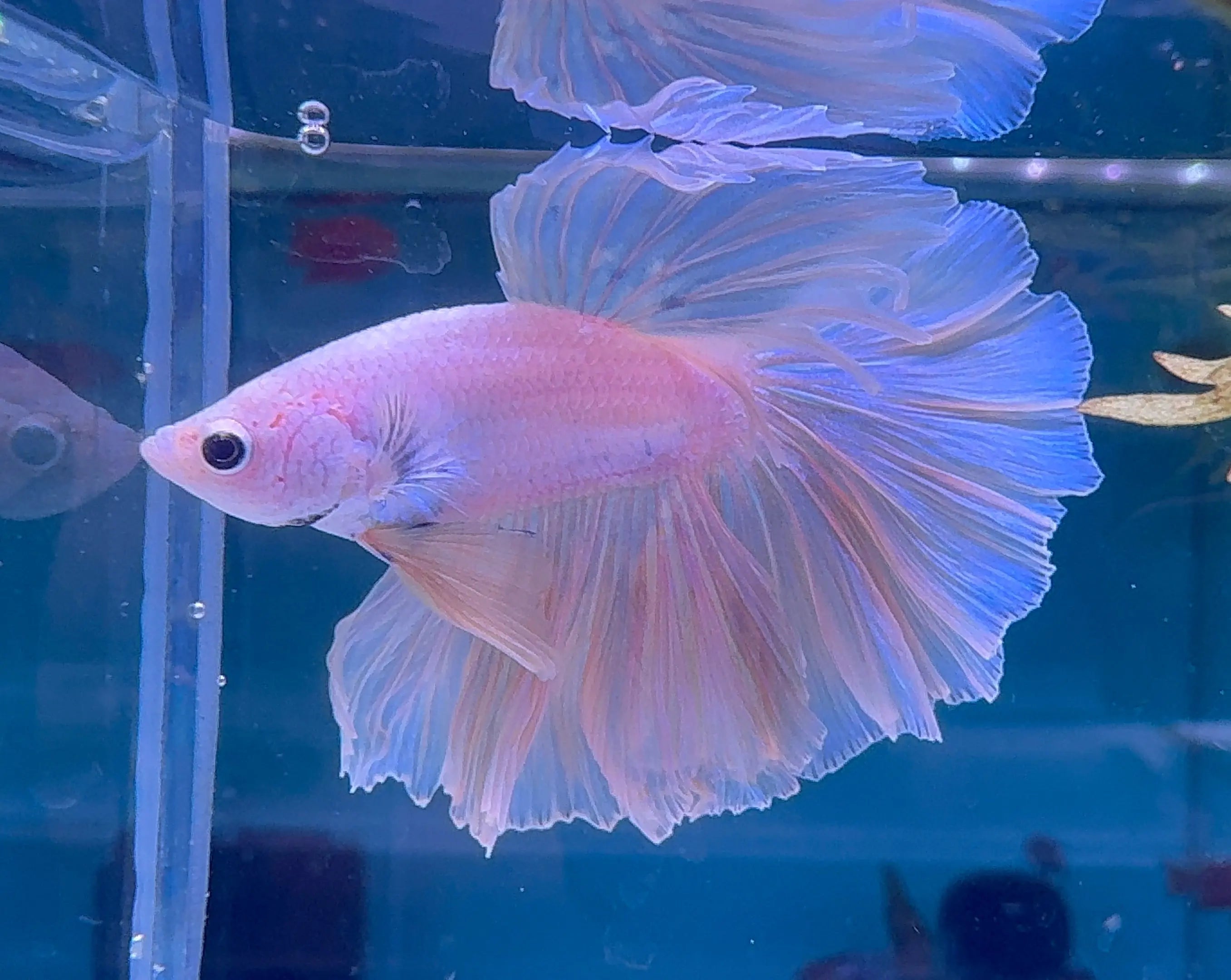 Betta Male - A Grade Half Moon Fairy Tales F1 Micro Aquatic Shop