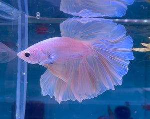 Betta Male - A Grade Half Moon Fairy Tales F1 Micro Aquatic Shop