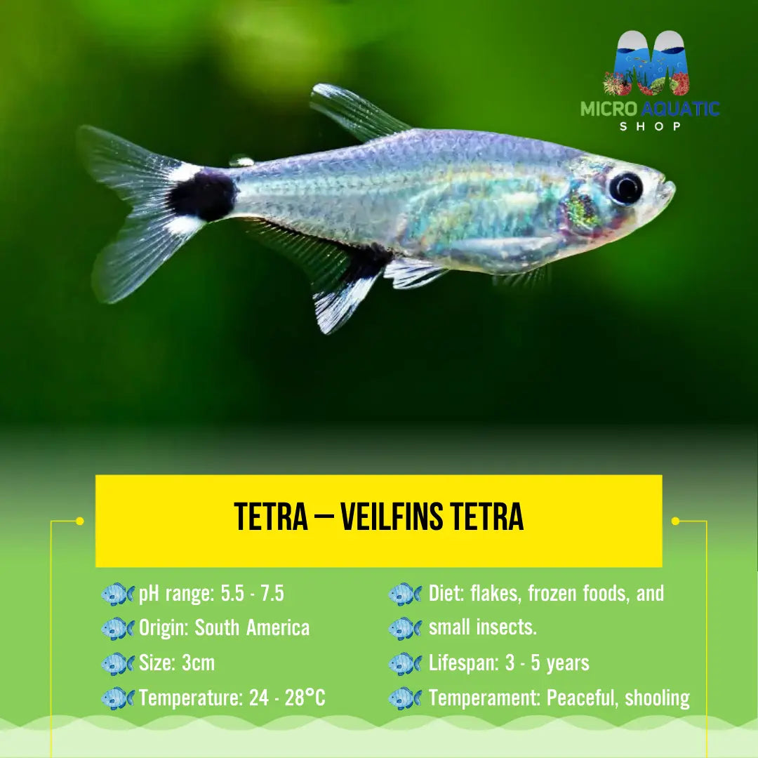 Tetra – Veilfins Tetra 3cm Micro Aquatic Shop