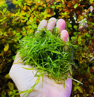 Najas guadalupensis - Guppy Grass Micro Aquatic Shop