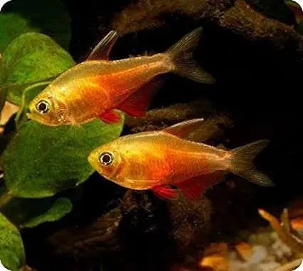Tetra - Golden Flame 2cm Micro Aquatic Shop