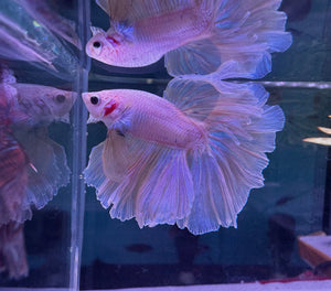 Betta Male - A Grade Half Moon Fairy Tales F1 Micro Aquatic Shop