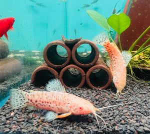 Catfish - Albino Spotted Hoplo 6cm Micro Aquatic Shop