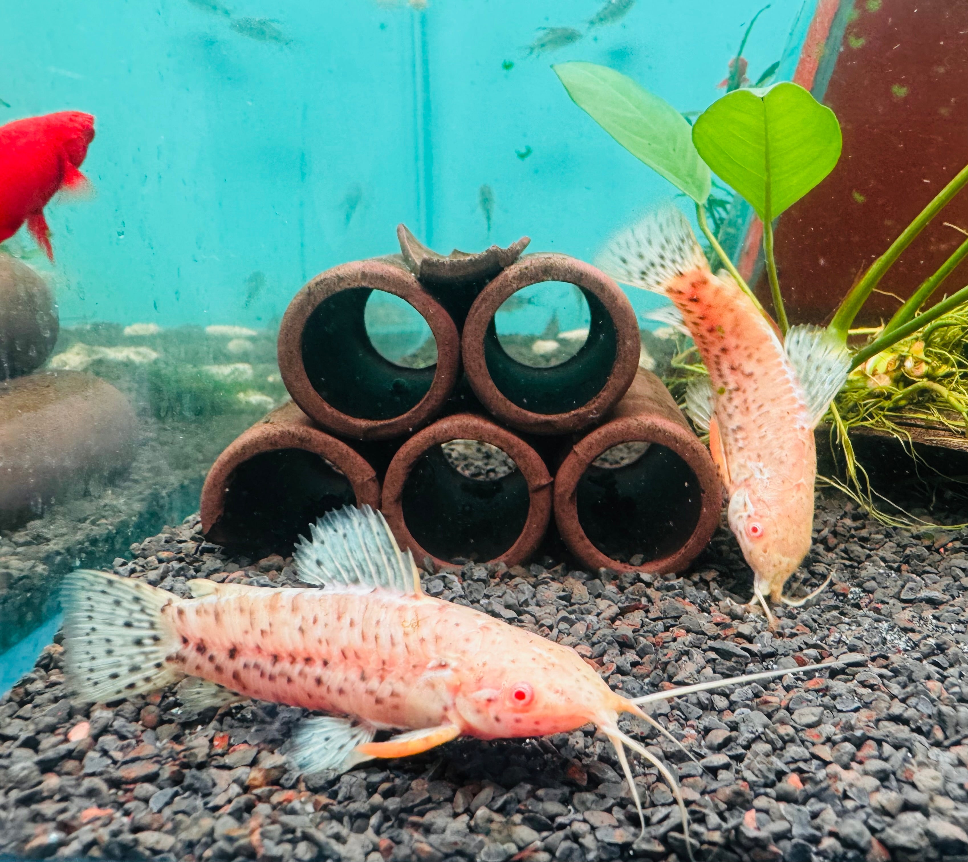 Catfish - Albino Spotted Hoplo 6cm Micro Aquatic Shop