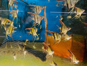 Angel Fish - Amanpa Redback Juvies 3cm Cutie Micro Aquatic Shop