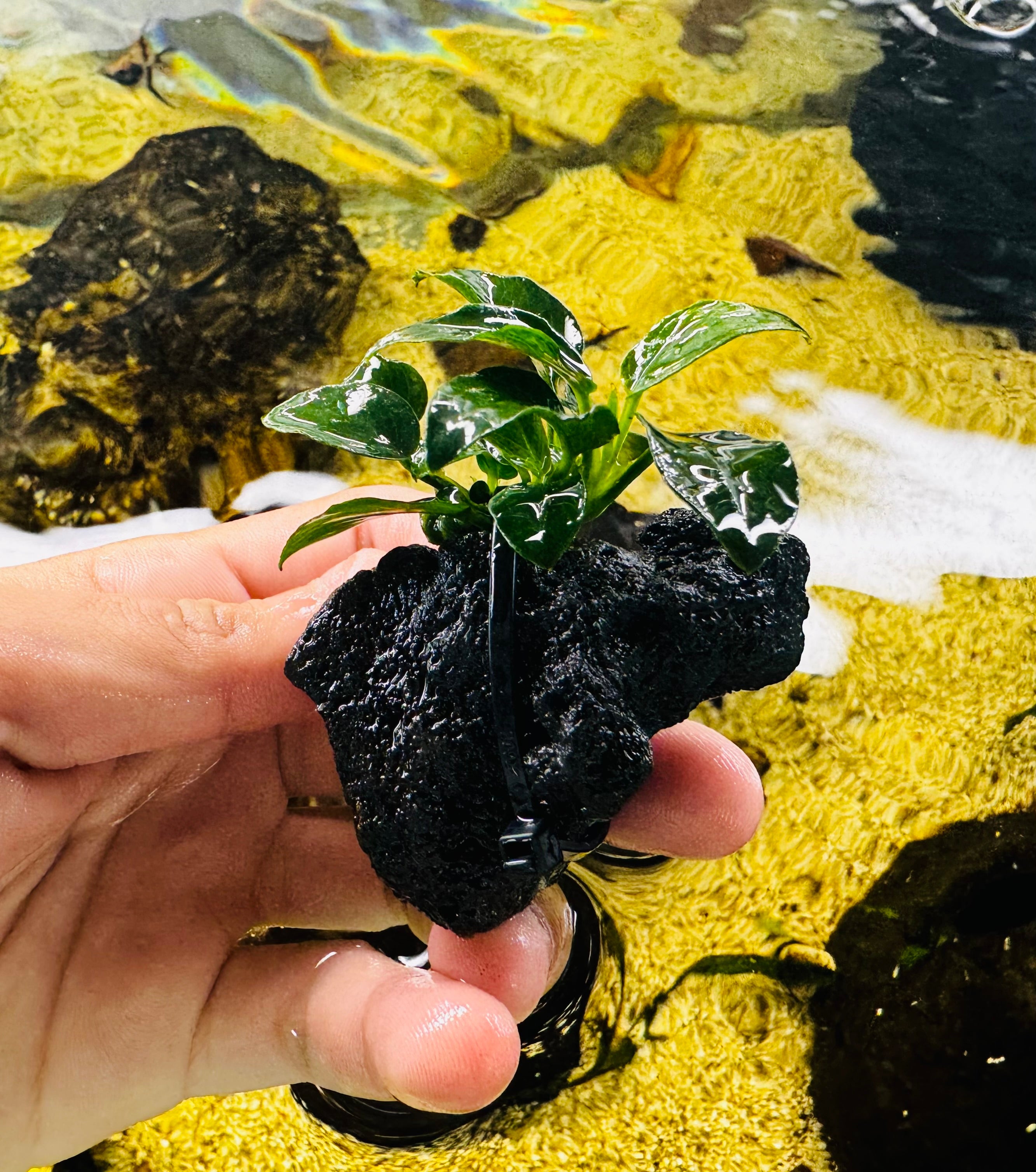 Anubias barteri var. nana 'petite' on Rock Micro Aquatic Shop