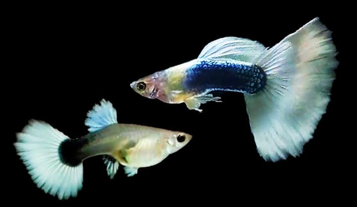 Guppy - White Tuxedo