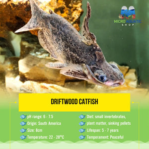 Driftwood Catfish 12cm Show Micro Aquatic Shop