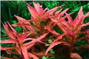 Ammania Gracilis - Red Pink Ammania Micro Aquatic Shop