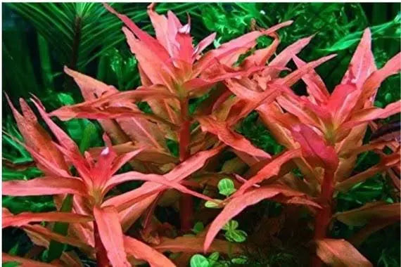 Ammania Gracilis - Red Pink Ammania Micro Aquatic Shop