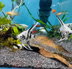 Angel Fish - Panda Angel 4cm Micro Aquatic Shop