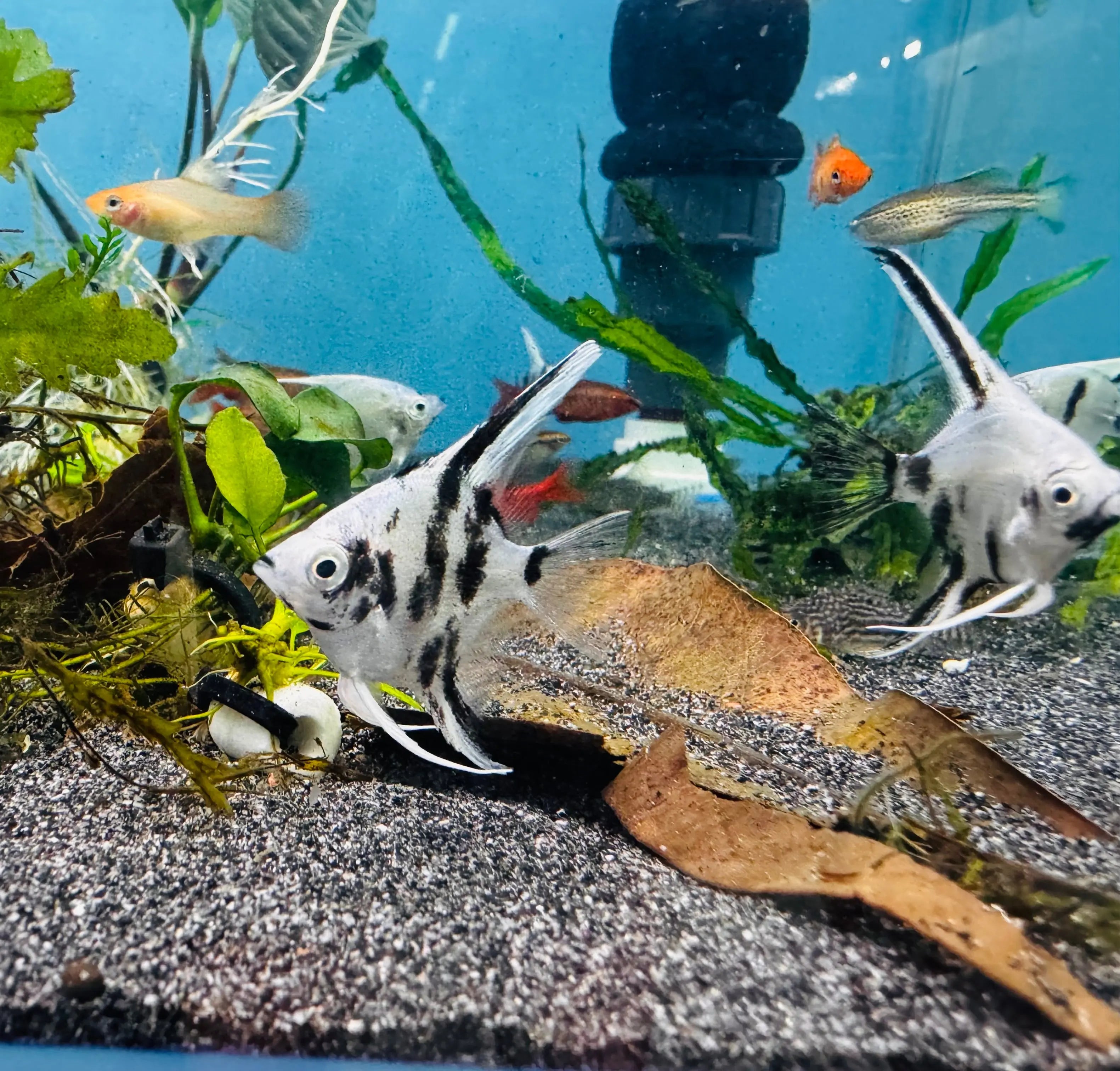 Angel Fish - Panda Angel 4cm Micro Aquatic Shop