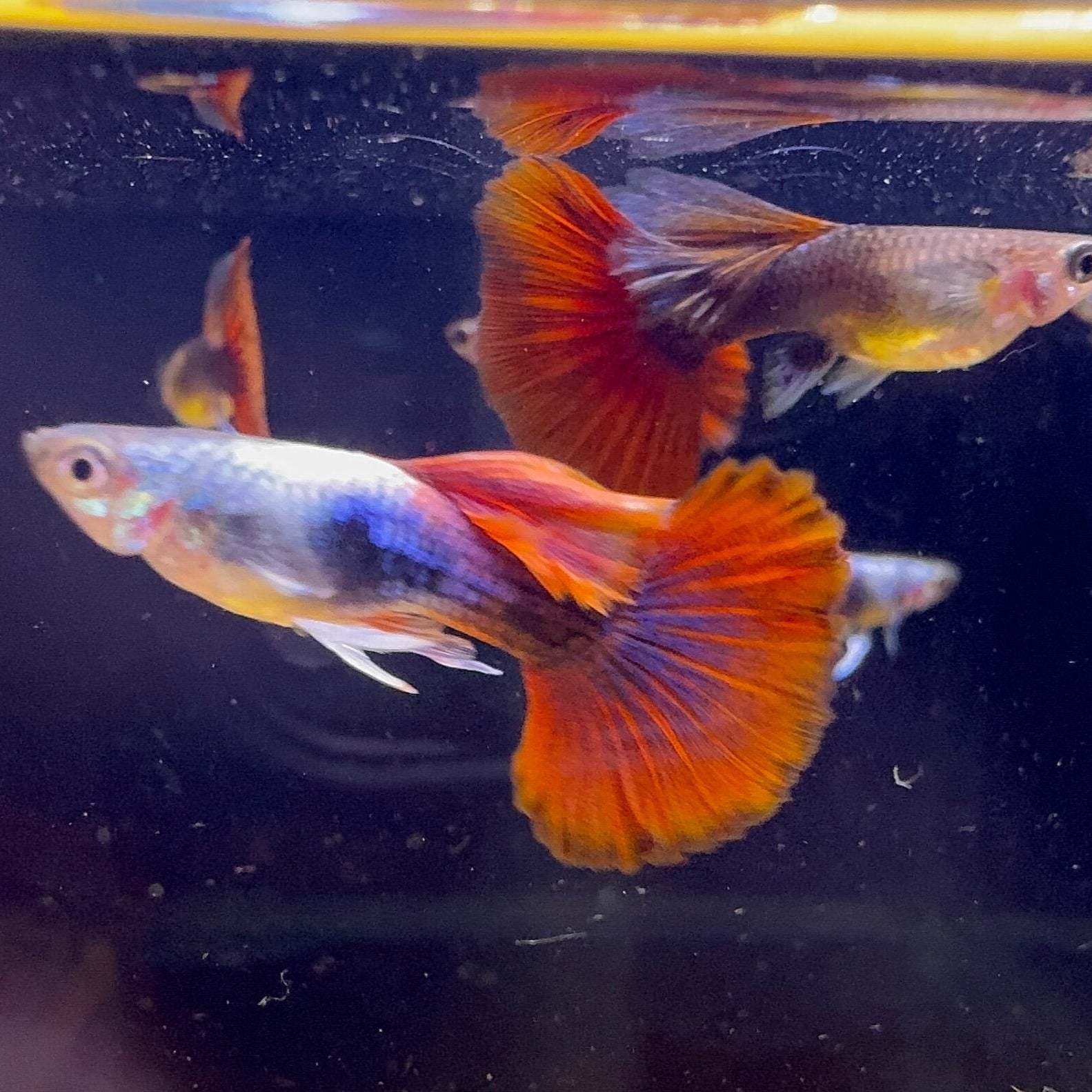 HB Red Rose Guppy Show