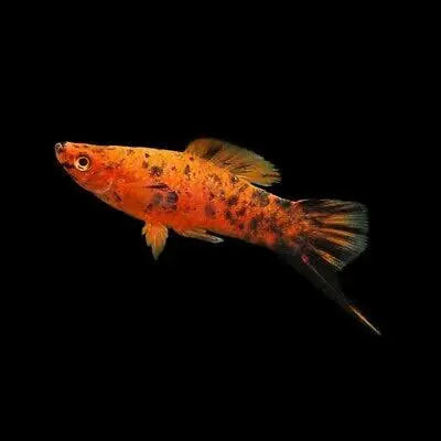 Swordtail - Berlin 5cm Micro Aquatic Shop