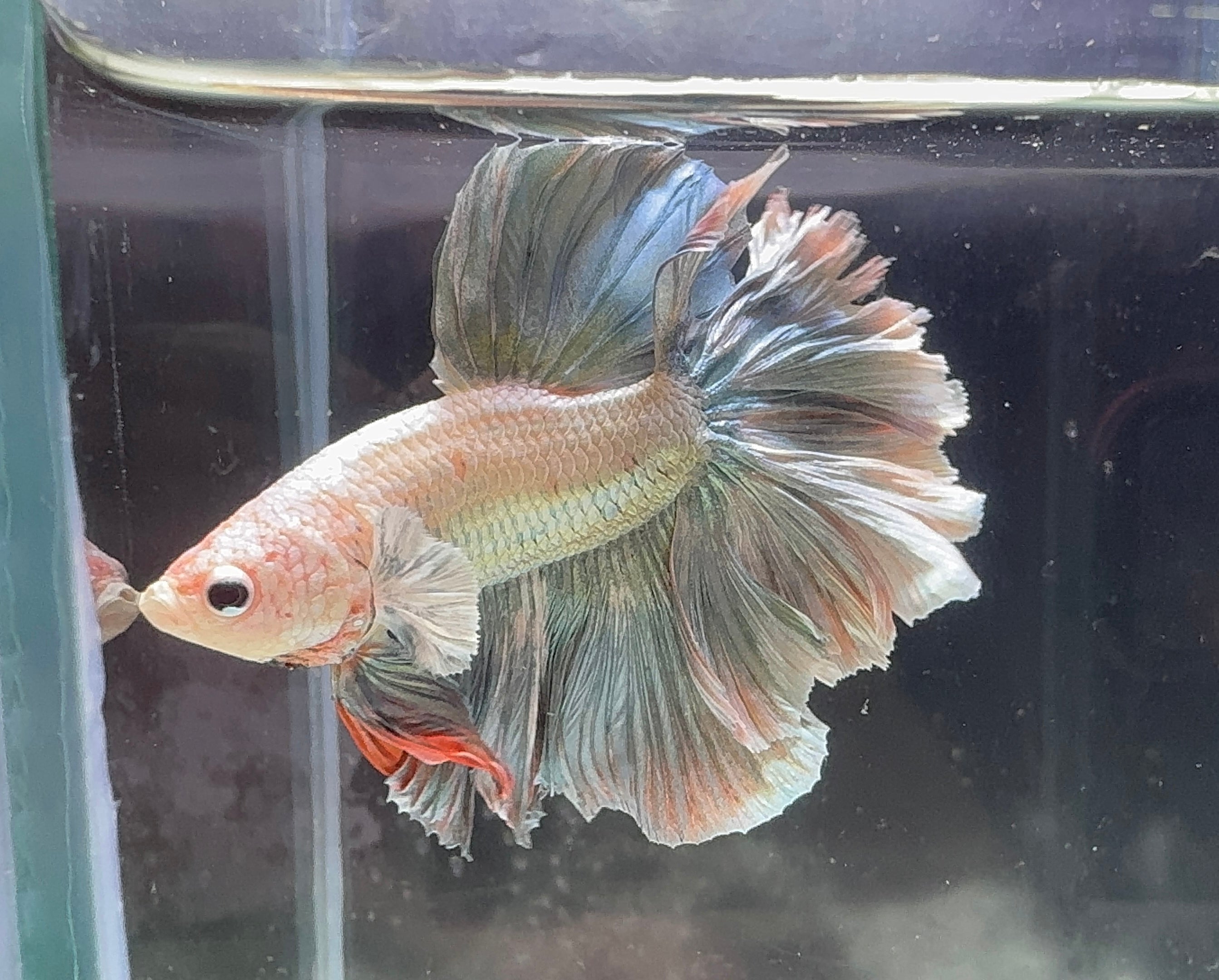 Betta Male - Dark Knight D5