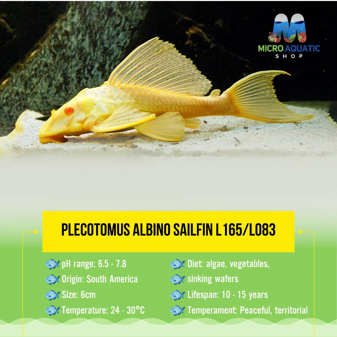 Plecotomus Albino Sailfin L165/L083 5cm Micro Aquatic Shop