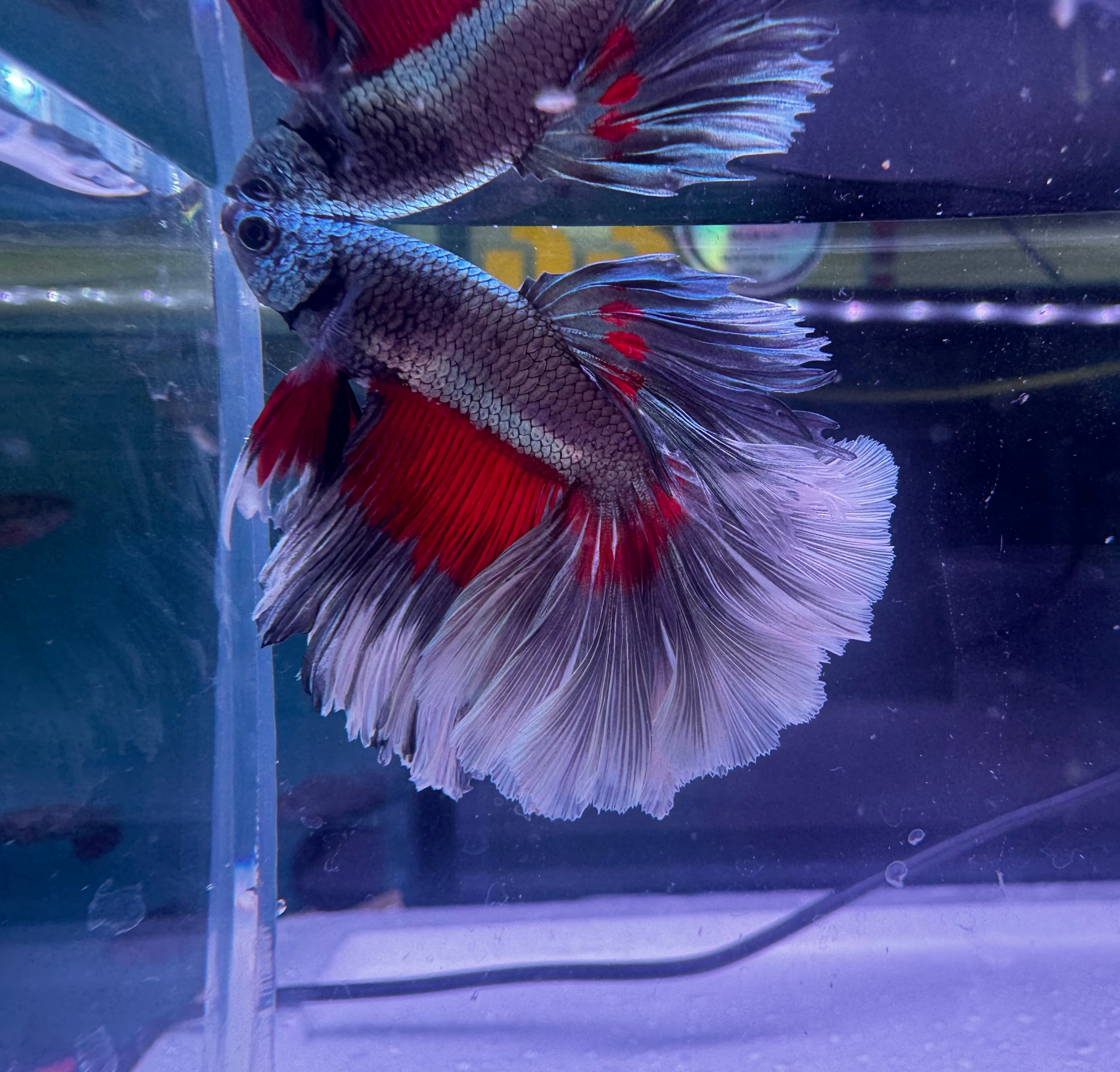 Betta Male - Dark Knight D4
