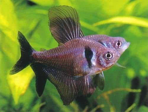 FLASH SALE Tetra- Black Phantom 4cm Show