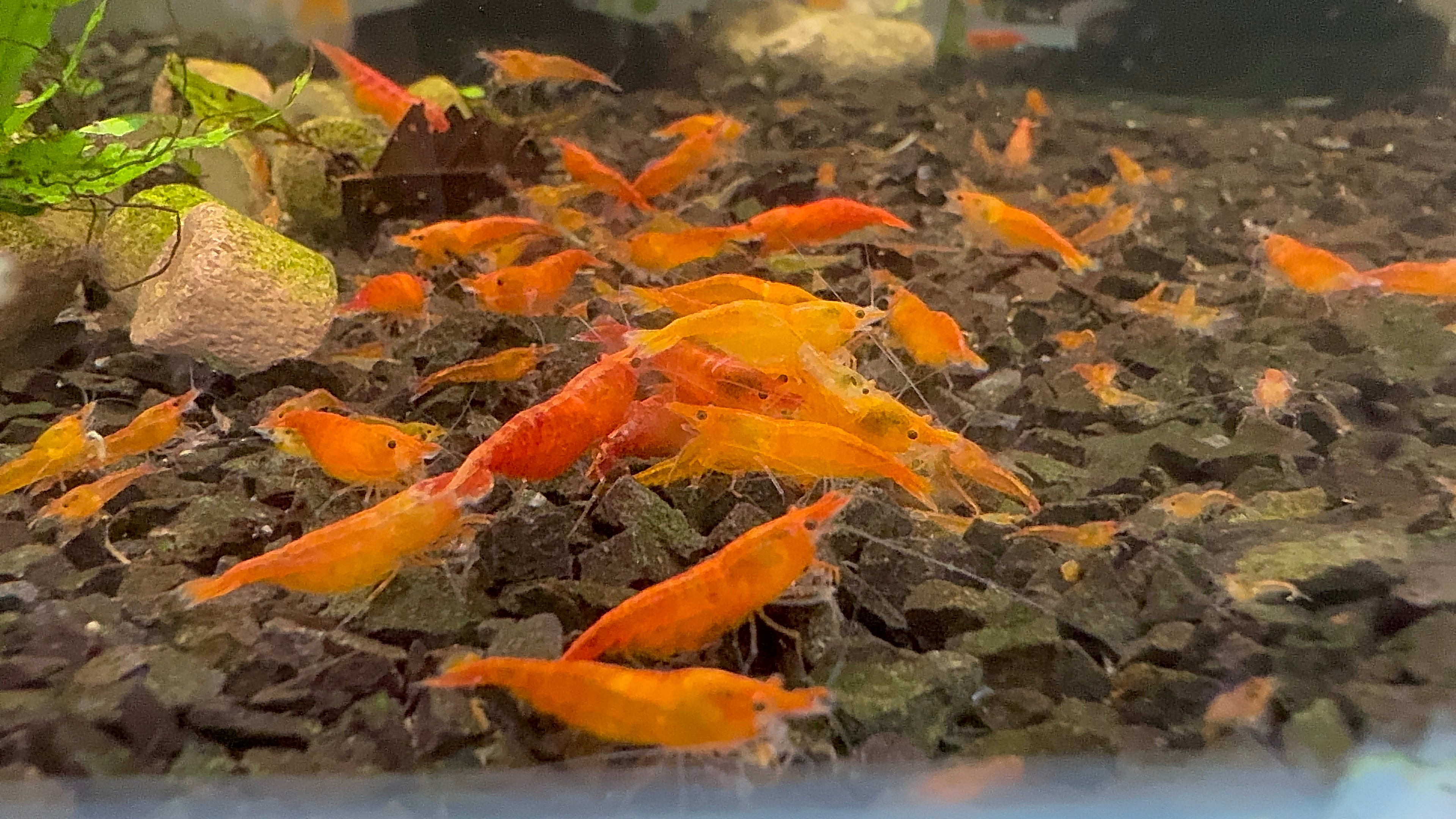Sunkist Cherry Shrimp