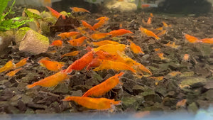 Sunkist Cherry Shrimp Micro Aquatic Shop