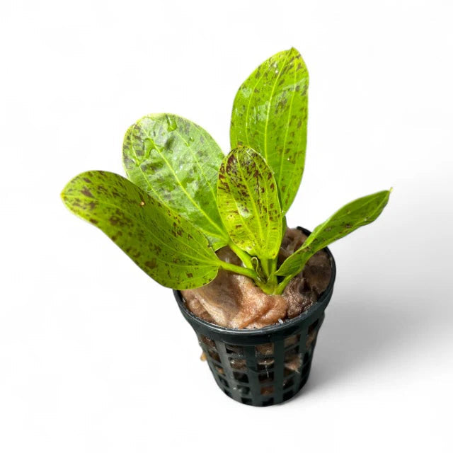 Echinodorus amazon Ozelot Green Micro Aquatic Shop