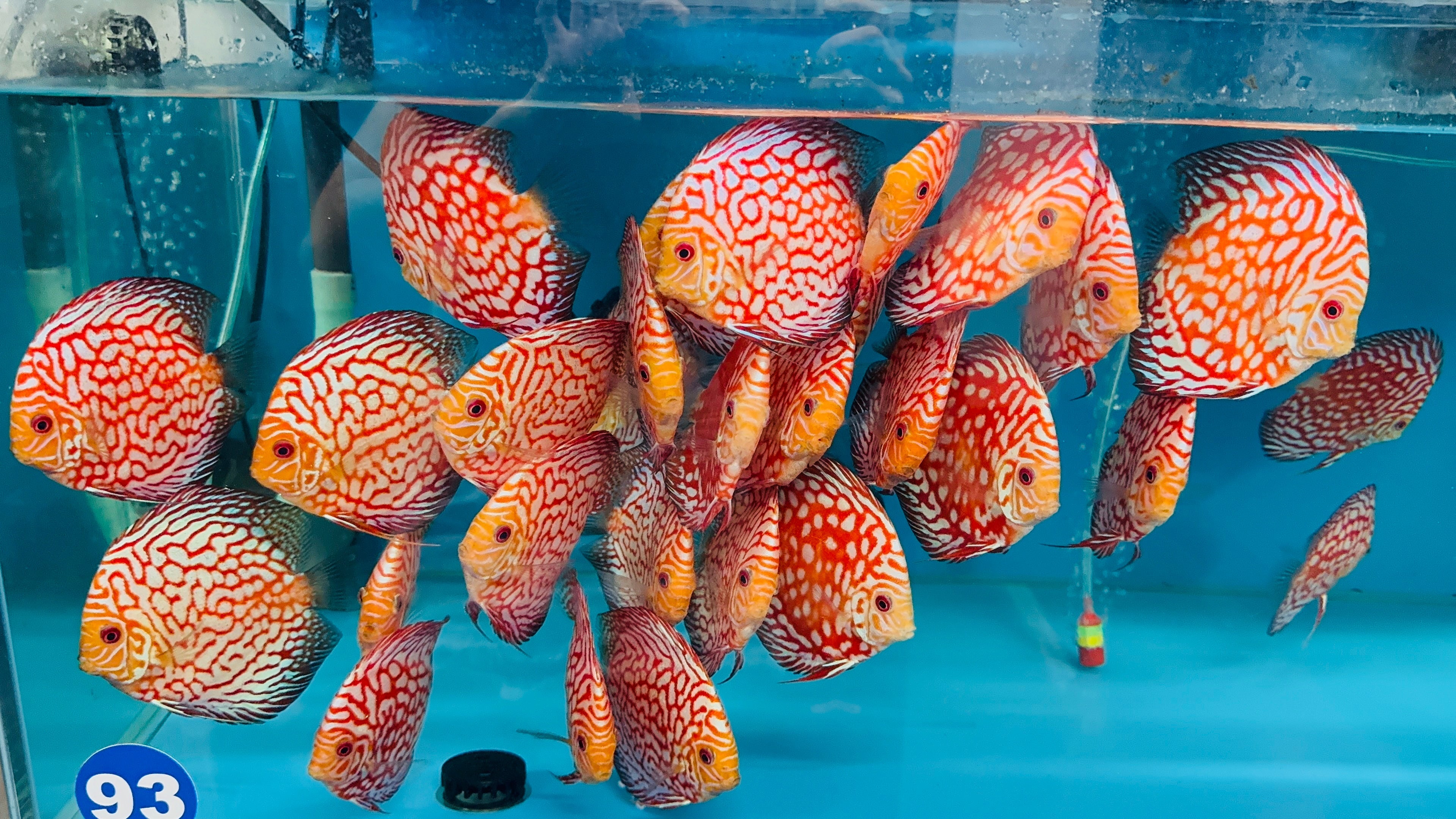 Discus - Red checkerboard 11cm Show Micro Aquatic Shop
