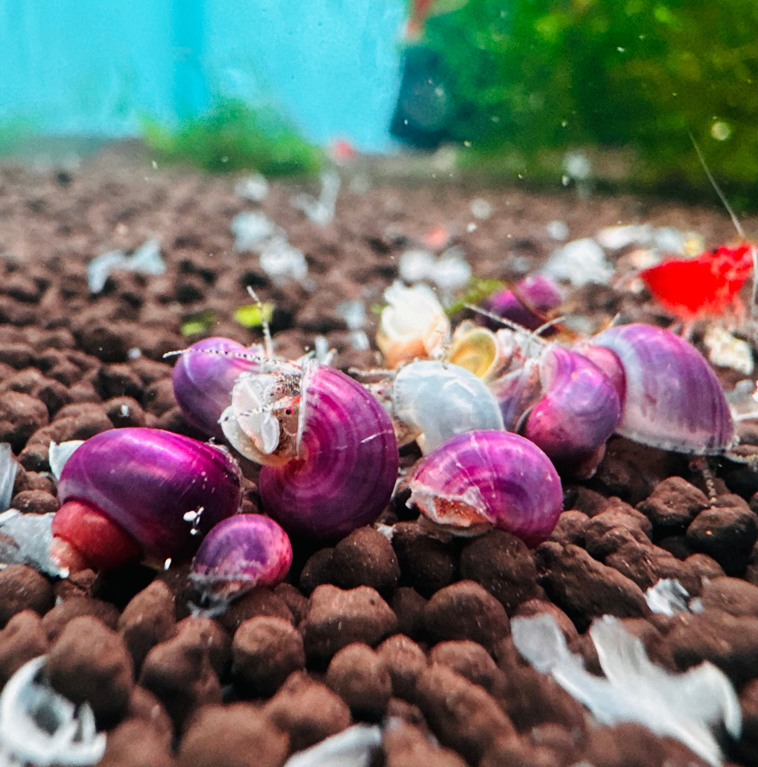 Rare Mystery Snail - Purple Micro Aquatic Shop