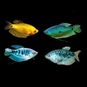 Gourami - Assorted Color 4cm Micro Aquatic Shop