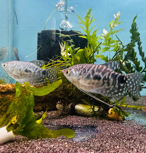 Gourami - Opaline (Trichopodus Trichopterus) 4cm Micro Aquatic Shop
