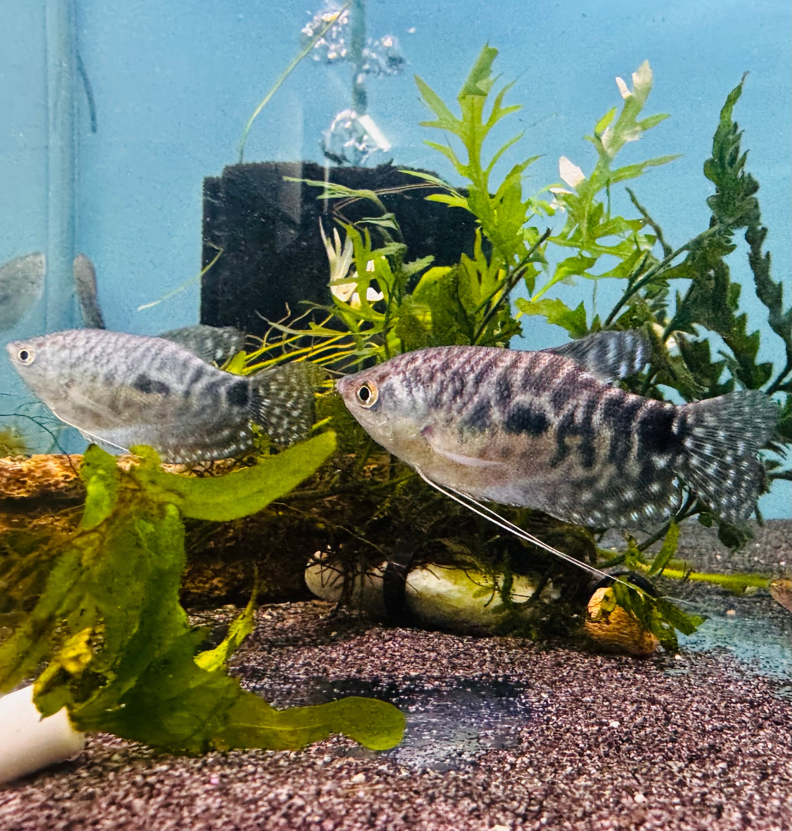 Gourami - Opaline (Trichopodus Trichopterus) 4cm Micro Aquatic Shop