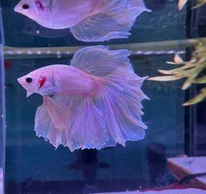 Betta Male - A Grade Half Moon Fairy Tales F1 Micro Aquatic Shop