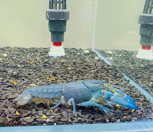 Yabbie – Blue Claw Yabby / Crayfish 8-10cm Micro Aquatic Shop