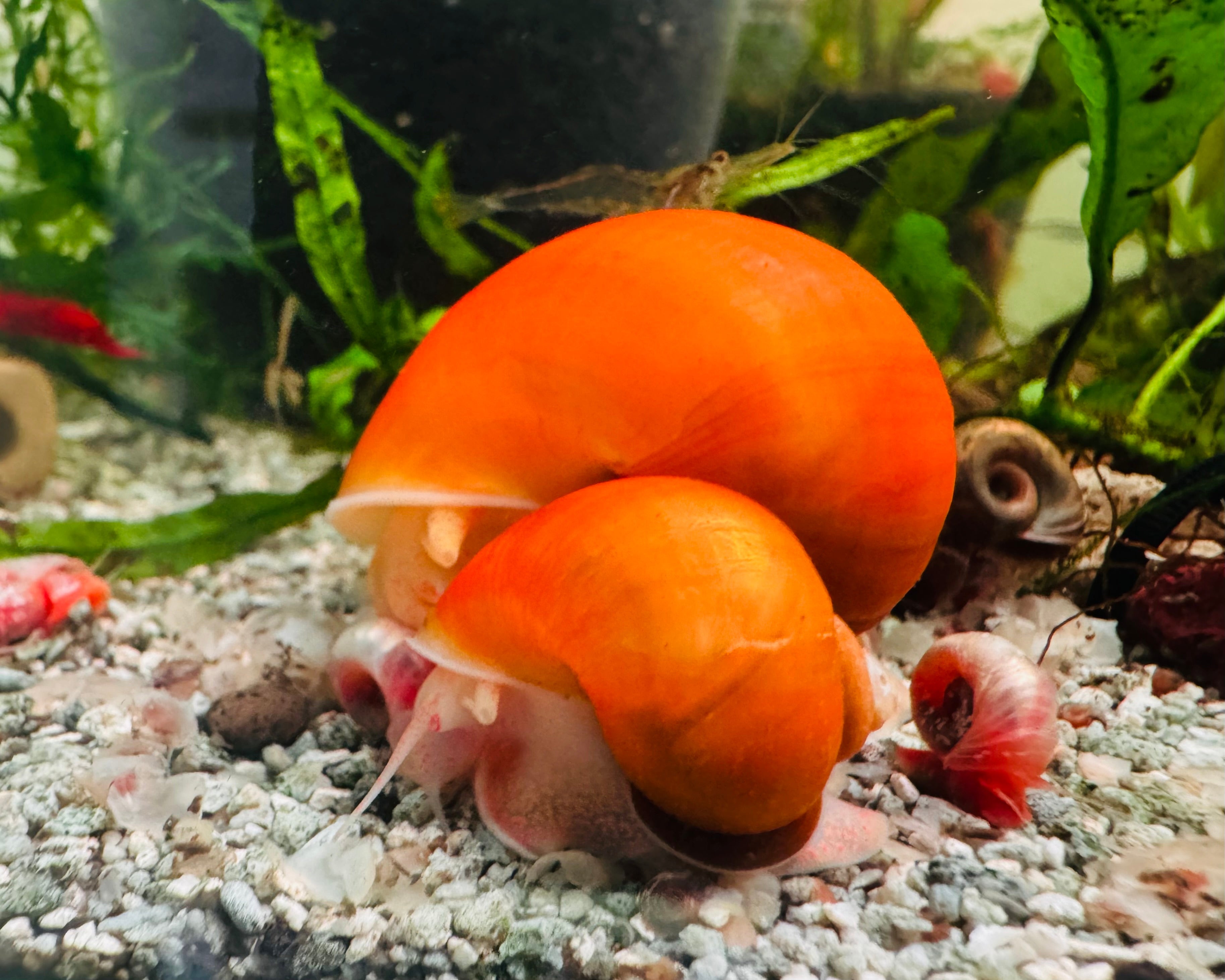 Jumbo Gold Mystery Snail Micro Aquatic Shop