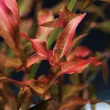 *New* Murdannia Engelsii Micro Aquatic Shop