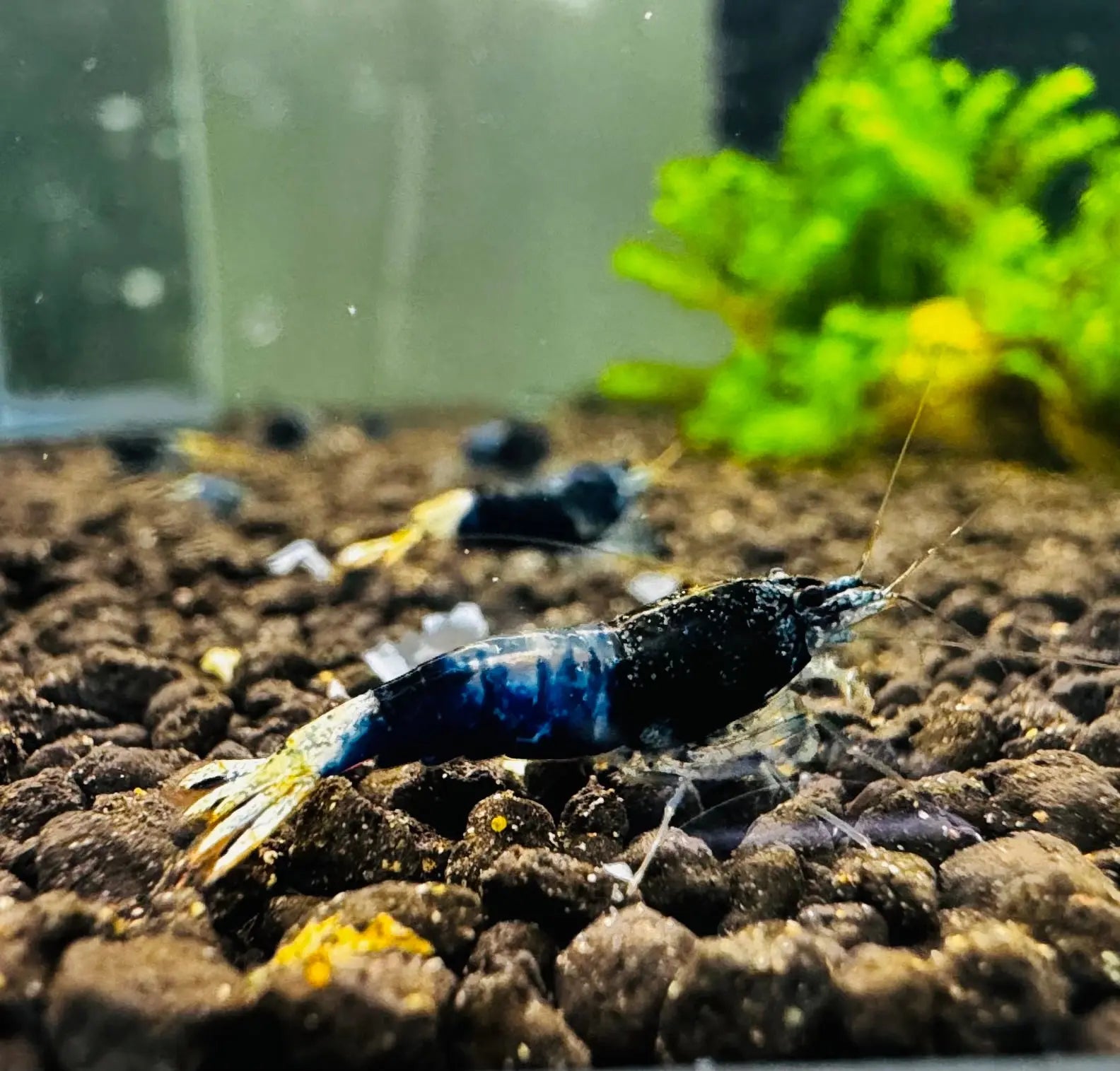 Ocean Blue Shrimp Micro Aquatic Shop