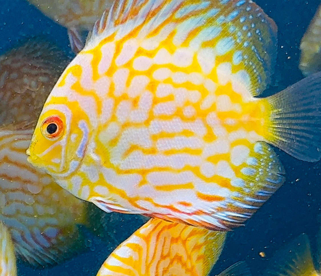 Discus - Yellow checkerboard 11cm Show Micro Aquatic Shop