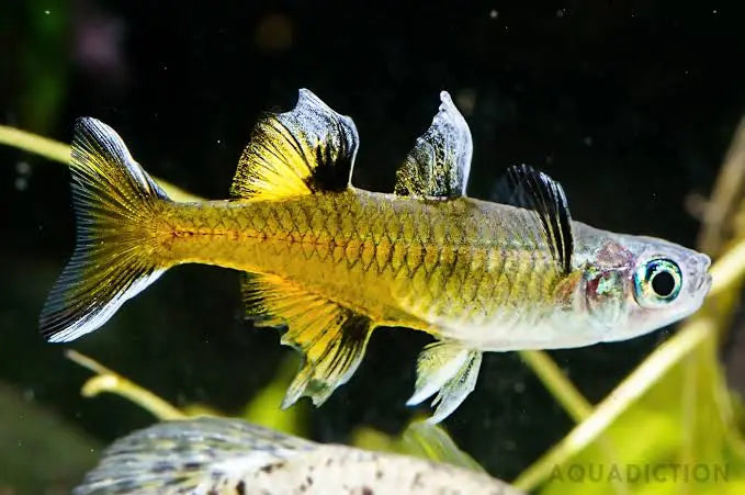 Rare - Northern Pacific Blue Eyes 6cm Micro Aquatic Shop